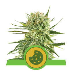 Semillas Royal Cookies Auto USA Premium autoflorecientes de Royal Queen Seeds