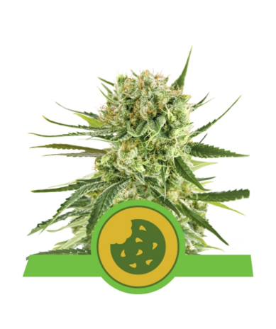 Semillas Royal Cookies Auto USA Premium autoflorecientes de Royal Queen Seeds