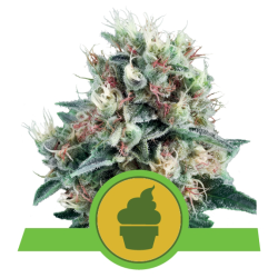 Semillas Royal Creamatic autoflorecientes de Royal Queen Seeds