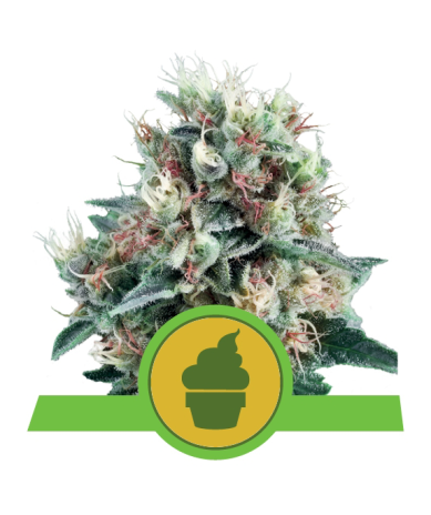 Semillas Royal Creamatic autoflorecientes de Royal Queen Seeds