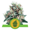 Semillas Royal Creamatic autoflorecientes de Royal Queen Seeds