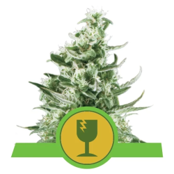Semillas Royal Critical Auto autoflorecientes de Royal Queen Seeds