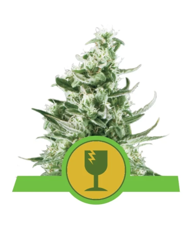 Semillas Royal Critical Auto autoflorecientes de Royal Queen Seeds
