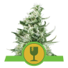 Semillas Royal Critical Auto autoflorecientes de Royal Queen Seeds