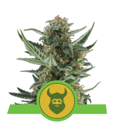 Semillas Royal Dwarf Auto autoflorecientes de Royal Queen Seeds