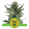 Semillas Royal Dwarf Auto autoflorecientes de Royal Queen Seeds