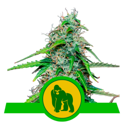Semillas Royal Gorilla Auto USA Premium autoflorecientes de Royal Queen Seeds