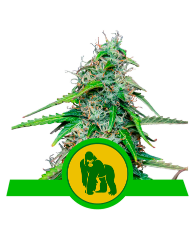 Semillas Royal Gorilla Auto USA Premium autoflorecientes de Royal Queen Seeds