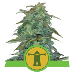 Semillas Royal Haze Auto autoflorecientes de Royal Queen Seeds