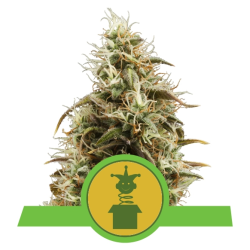 Semillas Royal Jack Auto autoflorecientes de Royal Queen Seeds