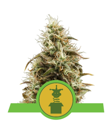 Semillas Royal Jack Auto autoflorecientes de Royal Queen Seeds