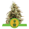Semillas Royal Jack Auto autoflorecientes de Royal Queen Seeds