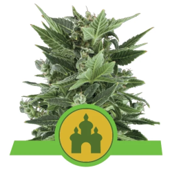 Semillas Royal Kush Auto autoflorecientes de Royal Queen Seeds