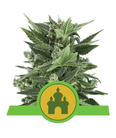 Semillas Royal Kush Auto autoflorecientes de Royal Queen Seeds