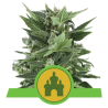 Semillas Royal Kush Auto autoflorecientes de Royal Queen Seeds