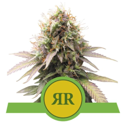 Semillas Royal Runtz Auto USA Premium autoflorecientes de Royal Queen Seeds