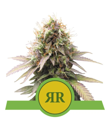 Semillas Royal Runtz Auto USA Premium autoflorecientes de Royal Queen Seeds