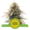 Semillas Royal Runtz Auto USA Premium autoflorecientes de Royal Queen Seeds