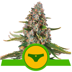 Semillas Sherbet Queen Auto USA Premium autoflorecientes de Royal Queen Seeds