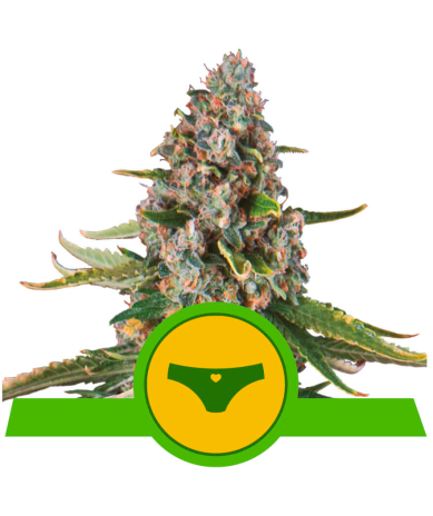 Semillas Sherbet Queen Auto USA Premium autoflorecientes de Royal Queen Seeds