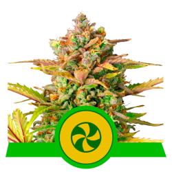 Semillas Sweet ZZ Auto USA Premium autoflorecientes de Royal Queen Seeds