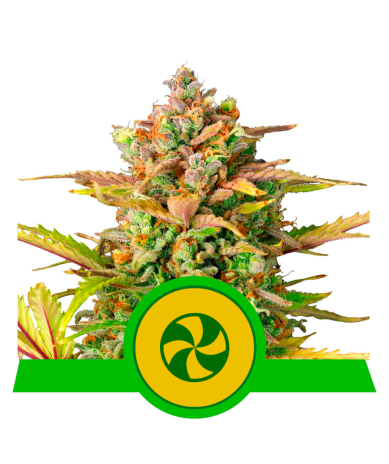 Semillas Sweet ZZ Auto USA Premium autoflorecientes de Royal Queen Seeds