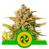 Semillas Sweet ZZ Auto USA Premium autoflorecientes de Royal Queen Seeds