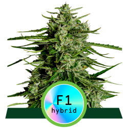 Semillas Titan F1 Auto autoflorecientes de Royal Queen Seeds