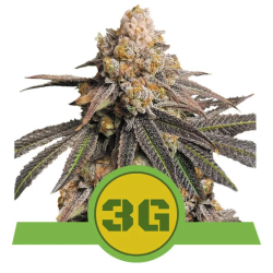 Semillas Triple G Auto USA Premium autoflorecientes de Royal Queen Seeds
