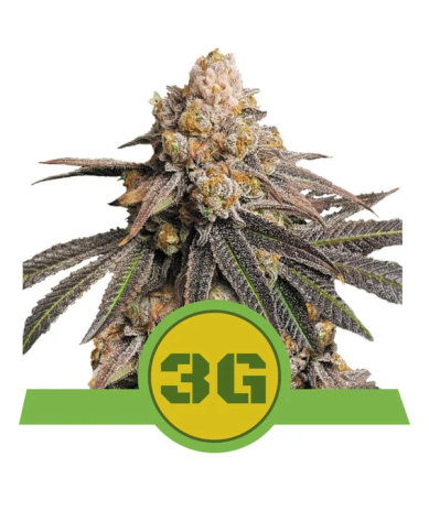Semillas Triple G Auto USA Premium autoflorecientes de Royal Queen Seeds