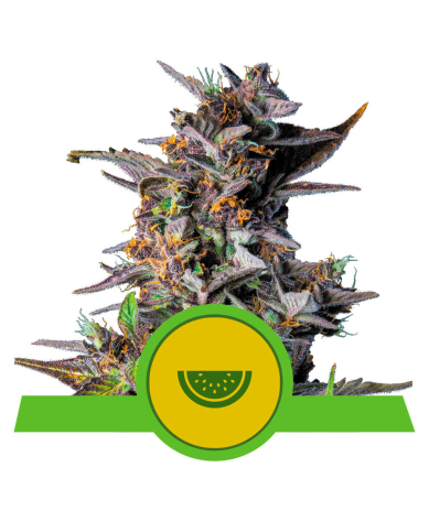Semillas Watermelon Auto USA Premium autoflorecientes de Royal Queen Seeds