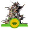 Semillas Watermelon Auto USA Premium autoflorecientes de Royal Queen Seeds