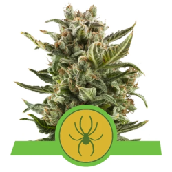 Semillas White Widow Auto autoflorecientes de Royal Queen Seeds