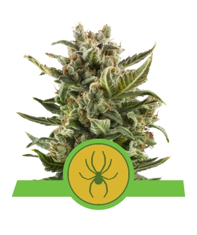 Semillas White Widow Auto autoflorecientes de Royal Queen Seeds