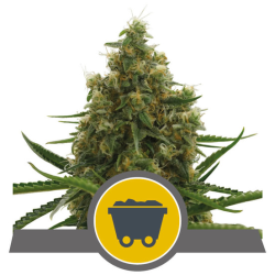 Semillas Shining Silver Haze regulars de Royal Queen Seeds