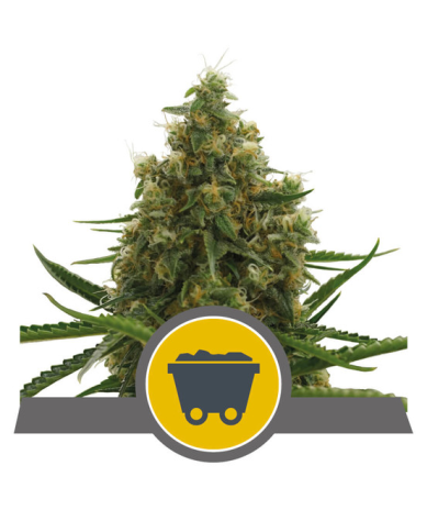 Semillas Shining Silver Haze regulars de Royal Queen Seeds