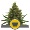 Semillas Shining Silver Haze regulars de Royal Queen Seeds