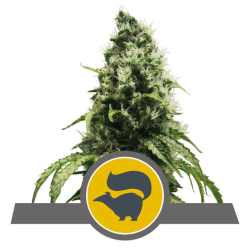 Semillas Skunk XL regulars de Royal Queen Seeds