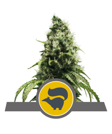 Semillas Skunk XL regulars de Royal Queen Seeds