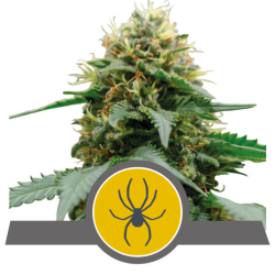 Semillas White Widow regulars de Royal Queen Seeds