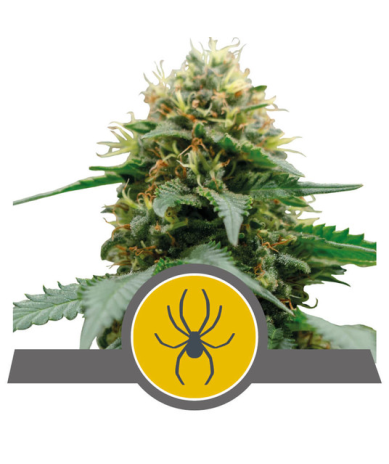 Semillas White Widow regulars de Royal Queen Seeds