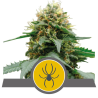 Semillas White Widow regulars de Royal Queen Seeds