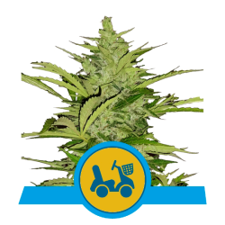 Semillas Fast Eddy Auto CBD CBDs de Royal Queen Seeds