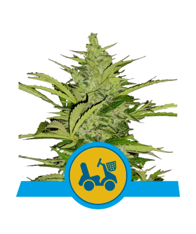 Semillas Fast Eddy Auto CBD CBDs de Royal Queen Seeds