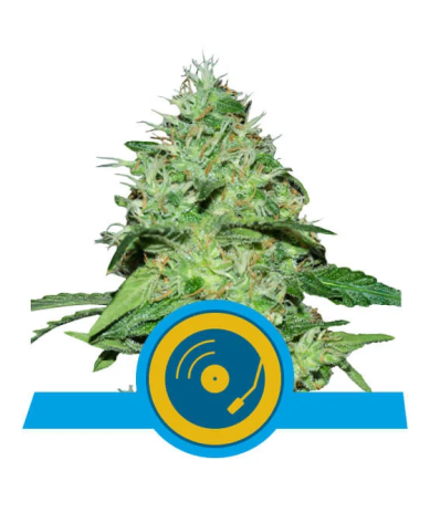 Semillas Joanne's CBD CBDs de Royal Queen Seeds