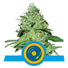 Semillas Joanne's CBD CBDs de Royal Queen Seeds