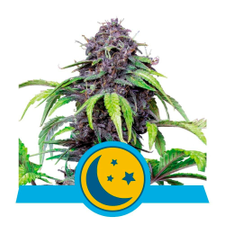 Semillas Purplematic CBD CBDs de Royal Queen Seeds