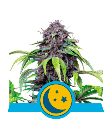 Semillas Purplematic CBD CBDs de Royal Queen Seeds