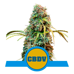Semillas Royal CBDV Auto CBD CBDs de Royal Queen Seeds