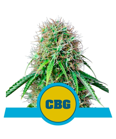Semillas Royal CBG Auto CBD CBDs de Royal Queen Seeds